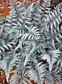 2017 fern