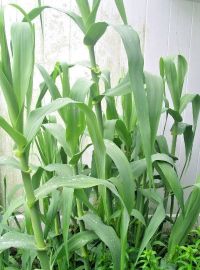 40 50 GIANT REED GRASS SEEDS 57 perennial sized 54821bbd45258aa05454614412070b44