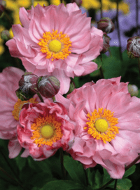 Anemone pretty lady