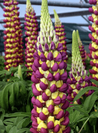 Lupine westcountry