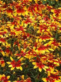 coreopsis hybrid lightning bug
