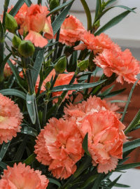 dianthus early bird pinks perennial sized 2