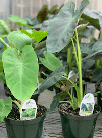 elephant ear website