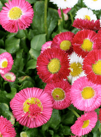 english daisy perennial sized 1