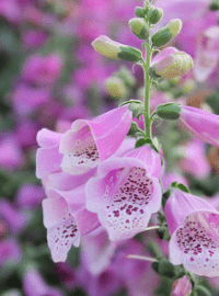 foxglove sized