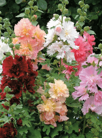 hollyhock spring celebrities perennial sized