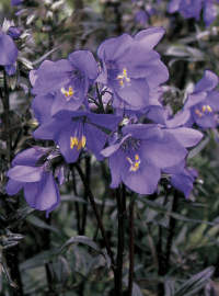 jacobs lader perennial sized
