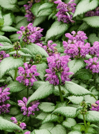 lamium dead nettle sized