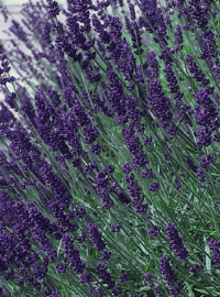 lavender hidcote blue sized