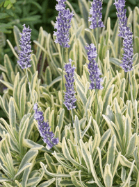 lavender platinum blonde sized