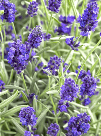 lavender sweet romance sized