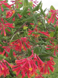lonicera honeysuckle major wheeler sized
