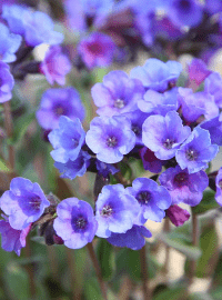 lungwort sized