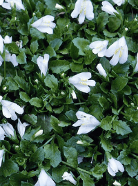 mazus sized