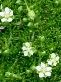 perennial irish moss