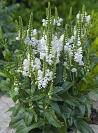 perennial obedient plant