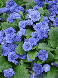 primrose perennial sized