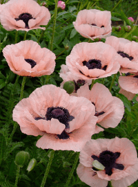 princess victoria louise poppy sized