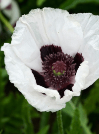 royal wedding poppy sized