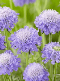 scabiosa butterfly blue sized