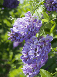wysteria amethyst falls sized