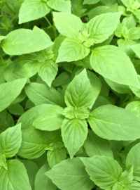 Boxwood Basil