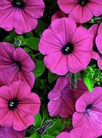 Petunia