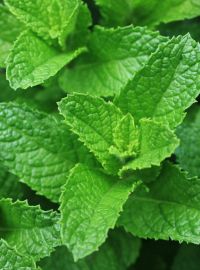 Peppermint