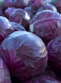  Red Cabbage