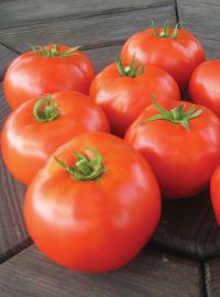 Mountain Merit Tomato
