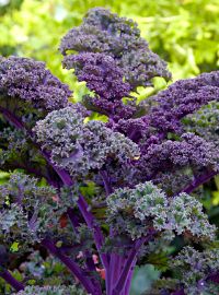 Kale Redbor