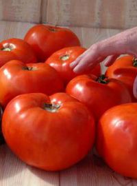 Scarlet Red Tomato