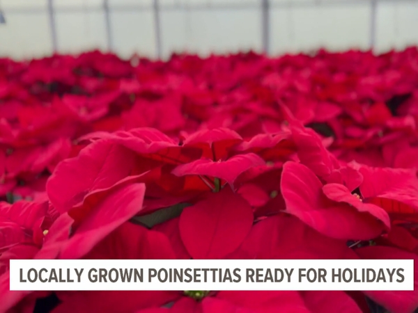 Locally grown poinsettias reflect year's worth of hard work by York County farm