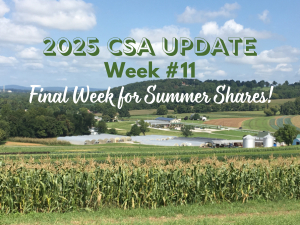 2025 CSA Week #11 Update