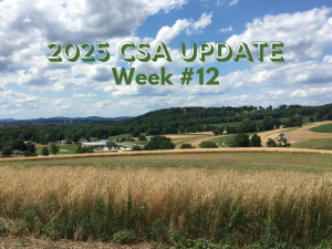 2025 CSA Week #12 Update
