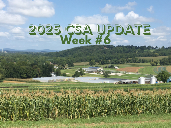 2025 CSA Week #6 Update