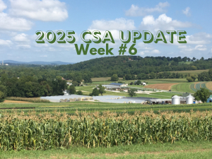 2025 CSA Week #6 Update